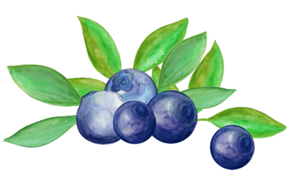 blueberry, arrangement, watercolor-5095431.jpg